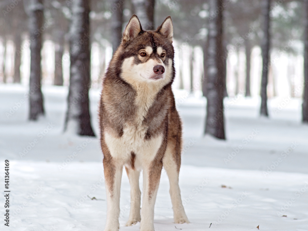 Husky stands and stares into the distance in winter in the snow