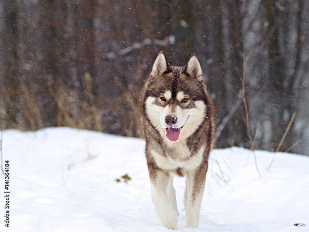 Brown Husky goes to the snow Brown Husky goes to the snow