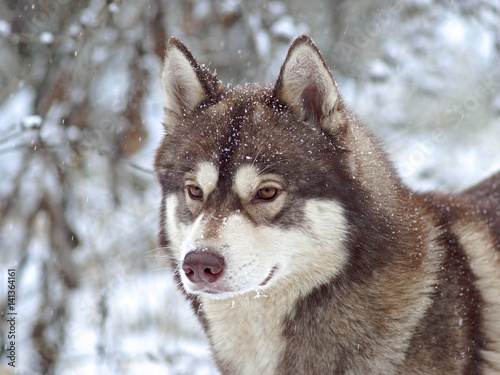 Husky winter portrait