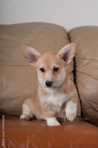 Pembroke Welsh Corgi