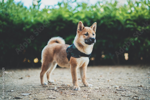 Beautiful shiba inu puppy dog outdoor