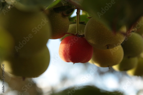 Mature fruit