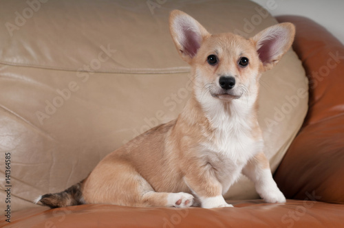 Pembroke Welsh Corgi