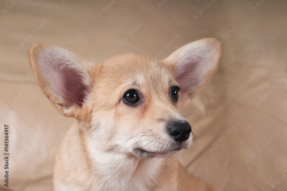 Pembroke Welsh Corgi