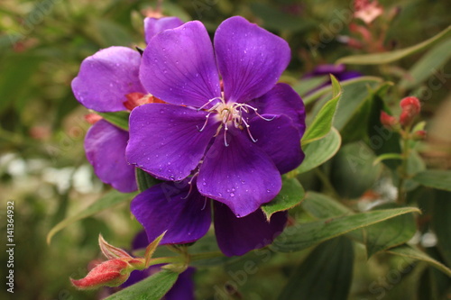 Purple flower