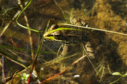 Perez’s frog or Iberian water frog in a pond - Rana perezi