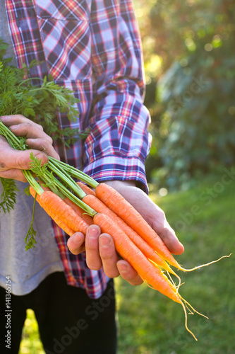mans hands holding bundle of carrots