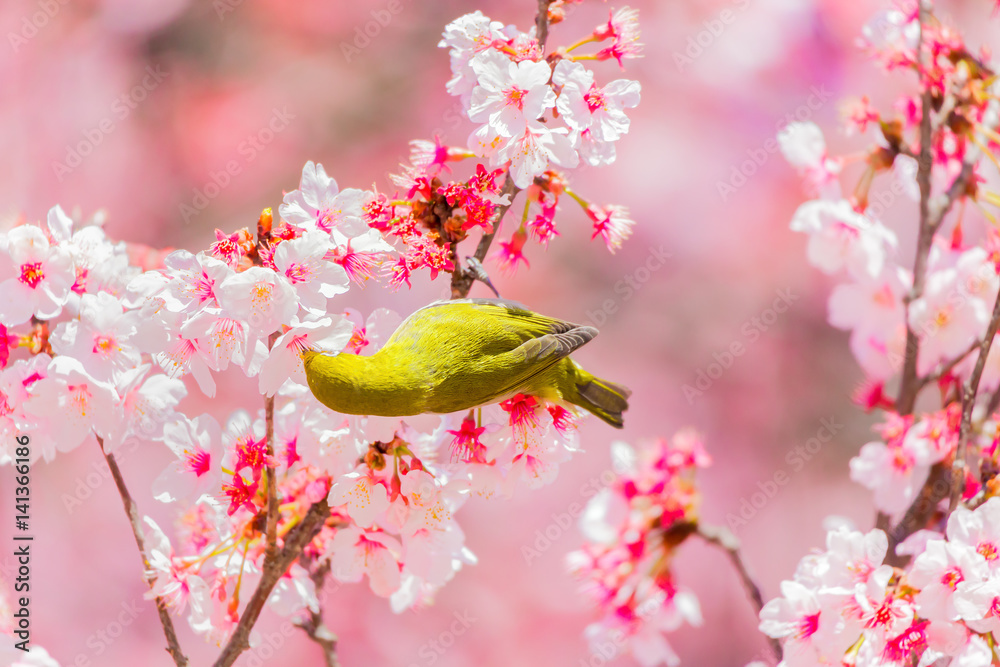 The Japanese White eye.The background is cherry blossoms. Located in Tokyo Prefecture Japan. The Japanese White eye.The background is cherry blossoms. Located in Tokyo Prefecture Japan.