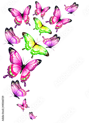 beautiful pink butterflies, isolated on a white