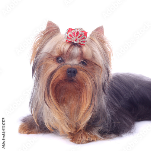 Yorkshire terrier © lanych