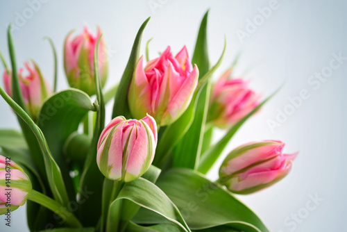 Pink tulips bouquet