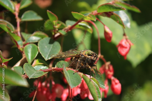 Insect in natue