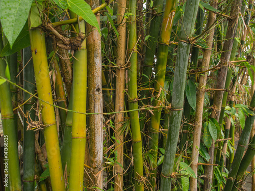 A fence of bamboo sticks