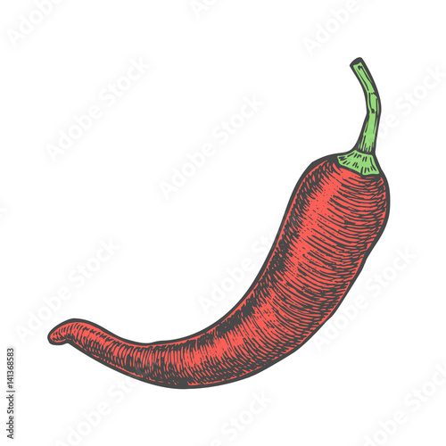 Hand drawn vector illustration of chili pepper sketch style. Doodle vegetable