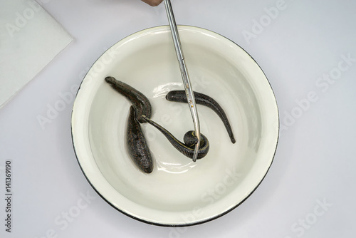 Medical leech on white background