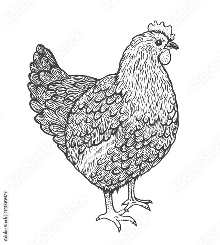 Sketch illustration of hen. Line art style. Standing chicken