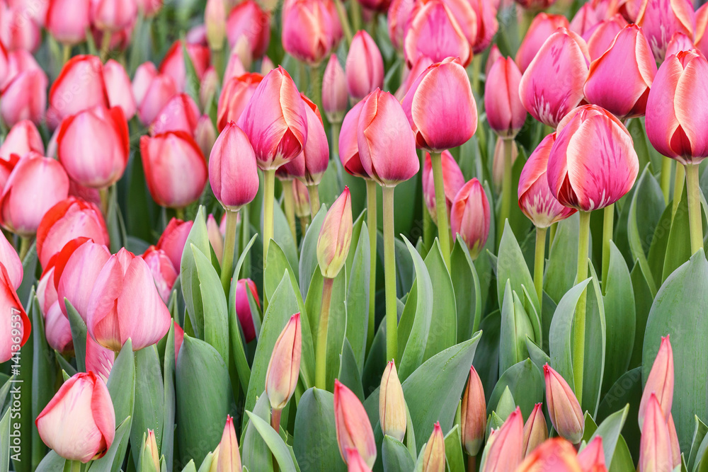 Obraz premium Pink tulips, close up