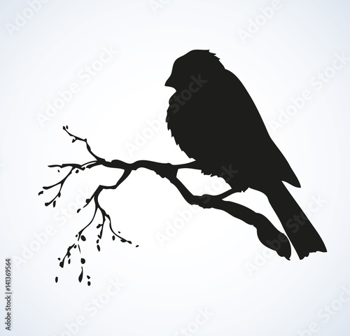 Vector drawing. Tit