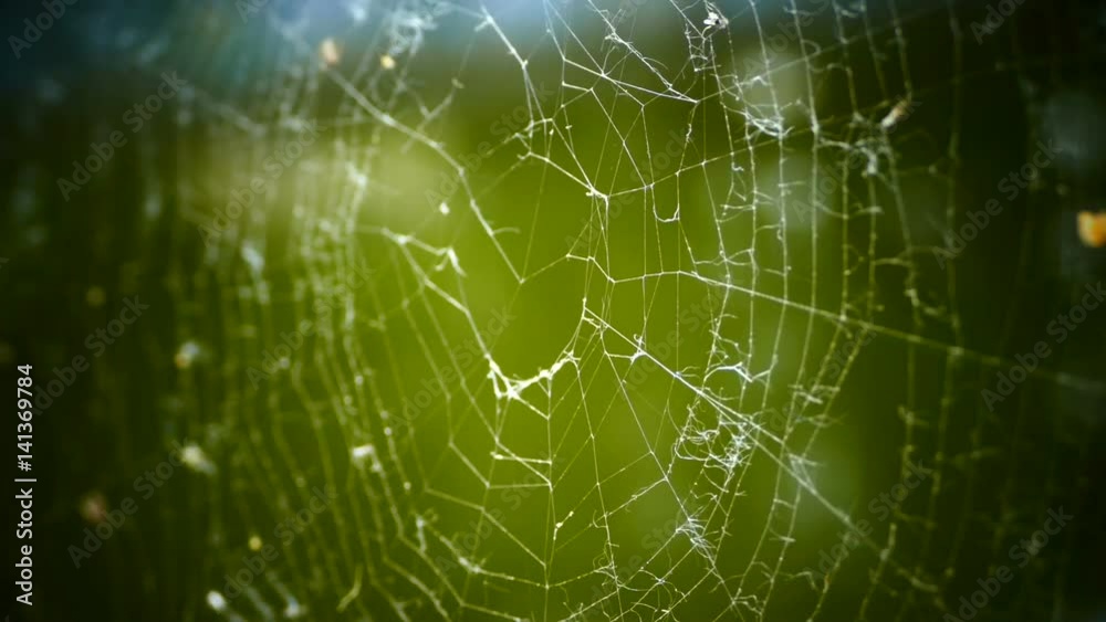 Close up of a spider web on green background