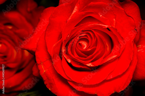 Red Rose Macro