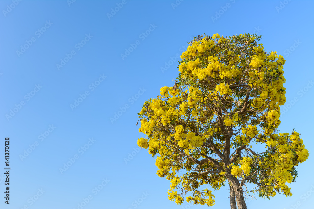 silver trumpet tree (Tabebuia argentea) on blue sky background in summer season at thailand