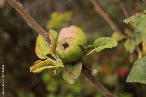 Growing apples