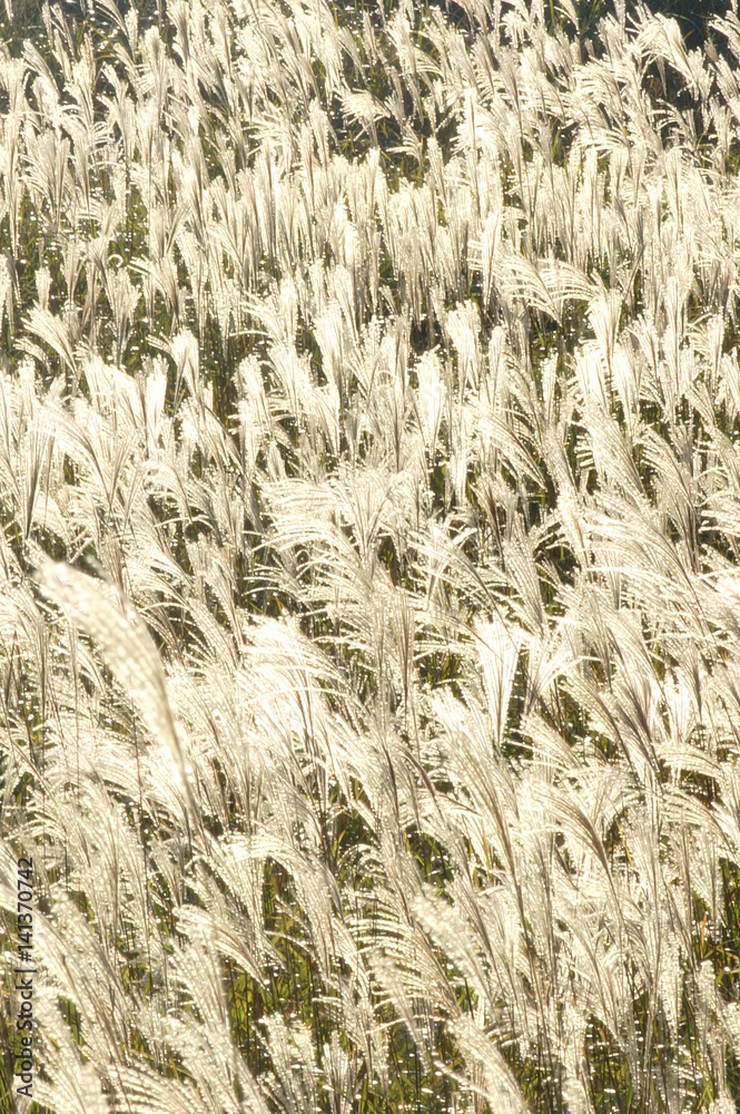 Fototapeta premium ススキ輝く