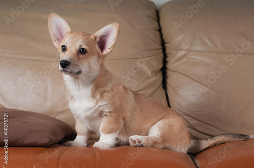 Pembroke Welsh Corgi