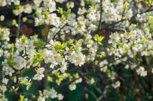 Spring White Blooming Trees