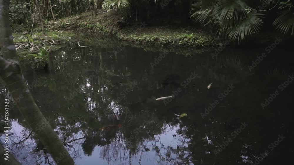 Natural swamp in the deep of forest in Thailand