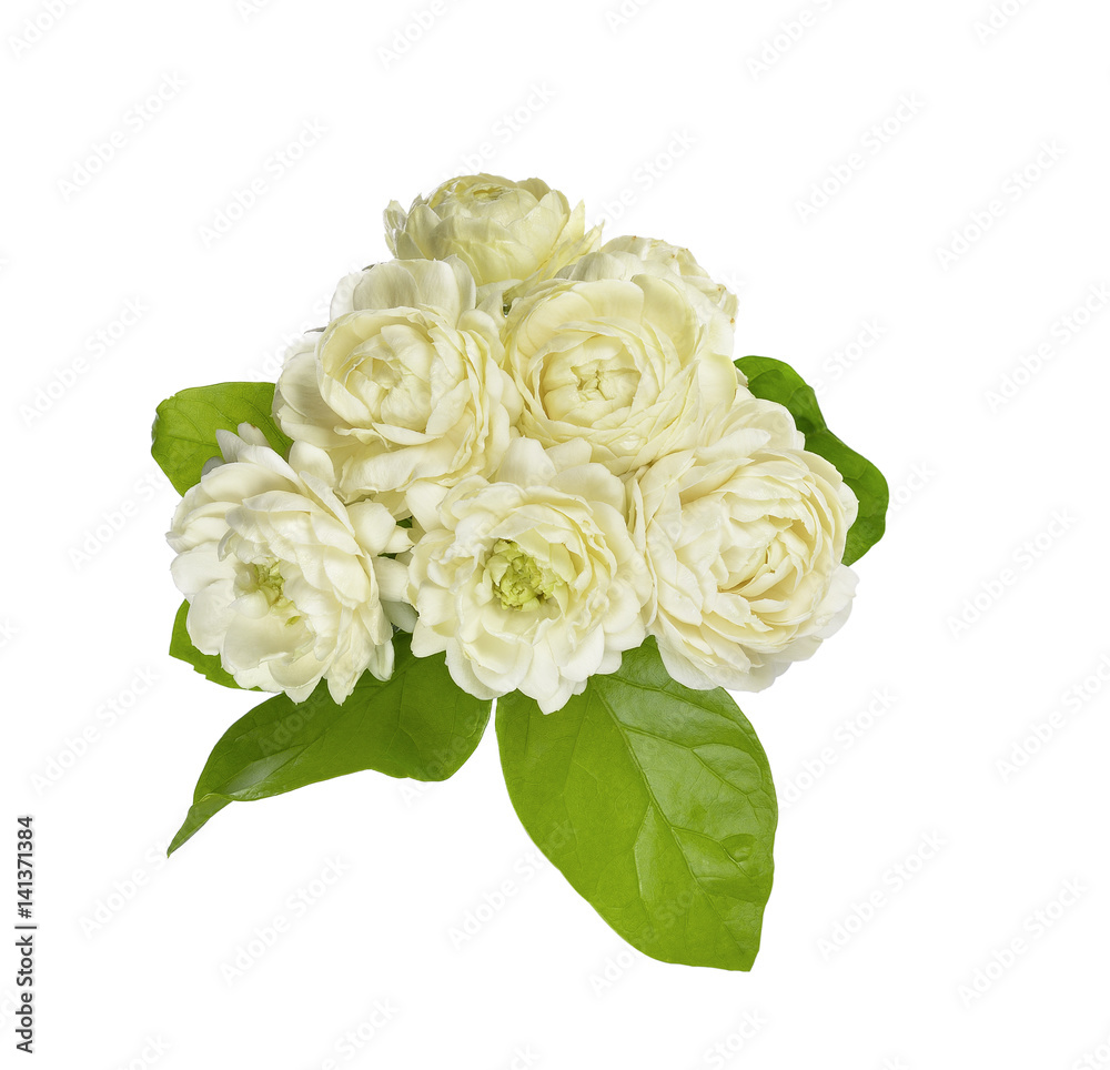 Jasmine Flower Isolated on White Background