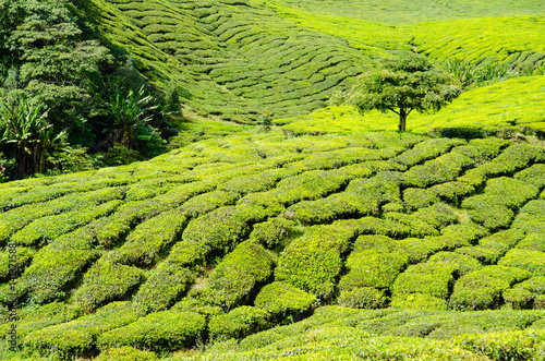 Tea plantations in Malaysia © vanzyst