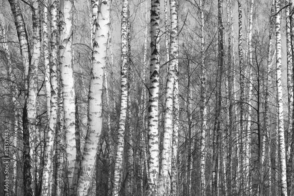 birch forest, black-white photo