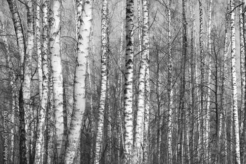 birch forest, black-white photo