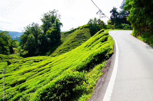 Tea plantations in Malaysia