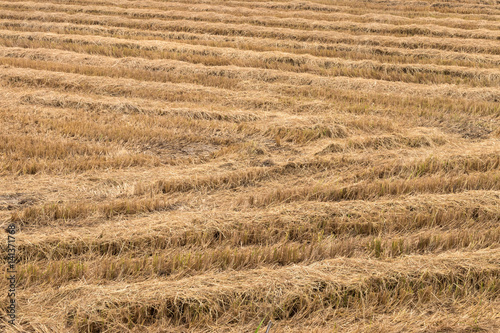 Dry straw in rice fields.