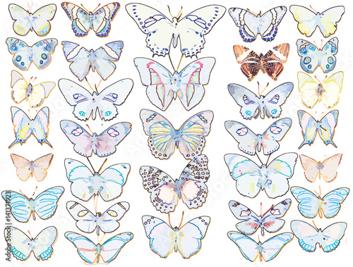 Cased Collection of Exotic Butterflies
