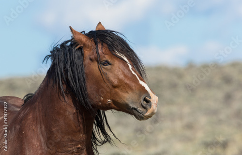 Wild  Stallion