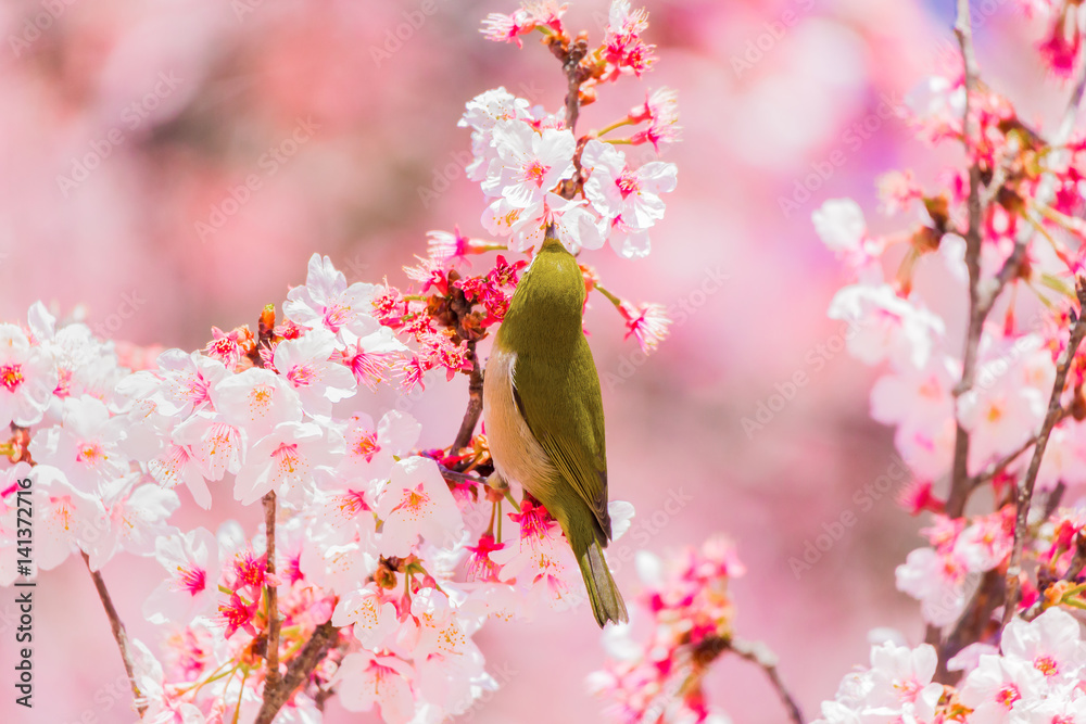 The Japanese White eye.The background is cherry blossoms. Located in Tokyo Prefecture Japan. The Japanese White eye.The background is cherry blossoms. Located in Tokyo Prefecture Japan.
