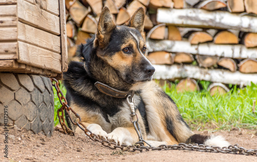 Obraz na plátně Yard dog on a leash near the house