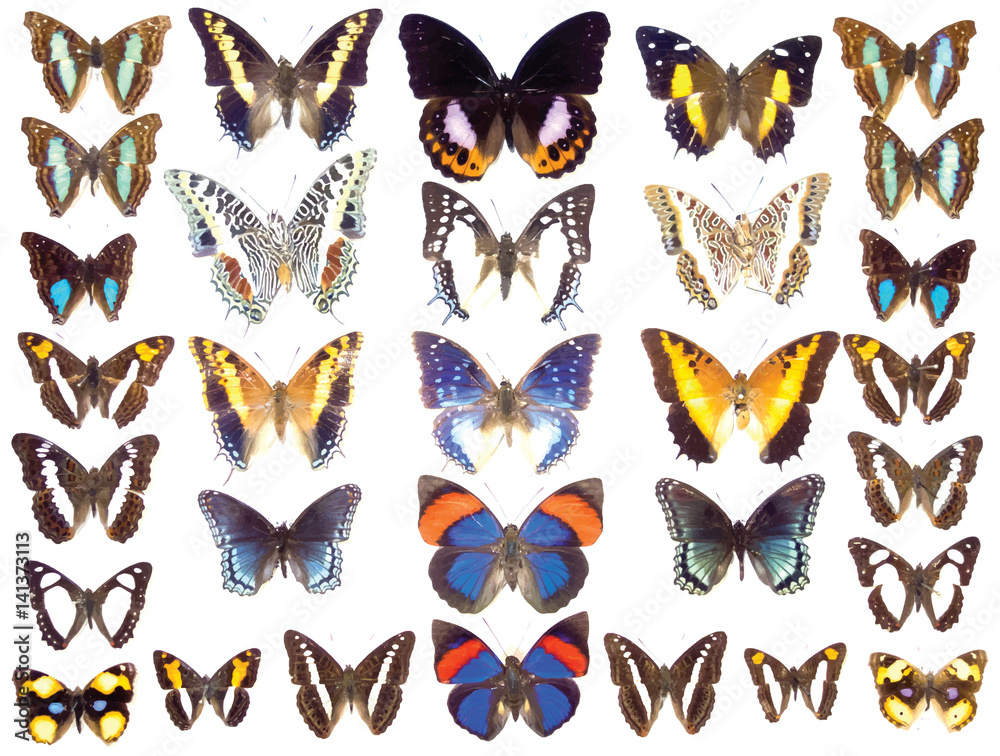 Cased Collection of Exotic Butterflies