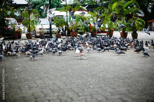 Invasion of pigeons, doves on the street