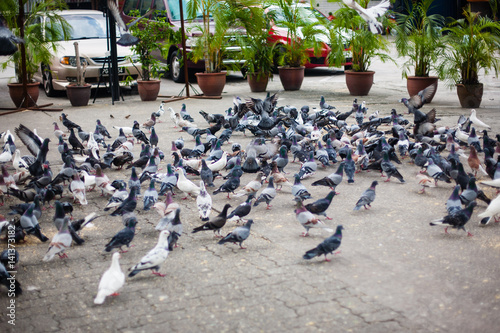 Invasion of pigeons, doves on the street