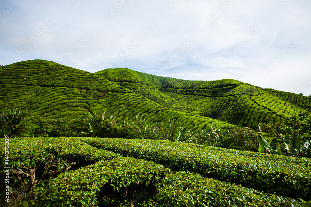 Tea plantations in Malaysia