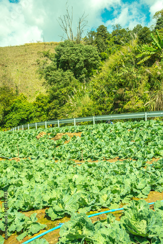 Agriculture on mountain at Chiangrai province photo