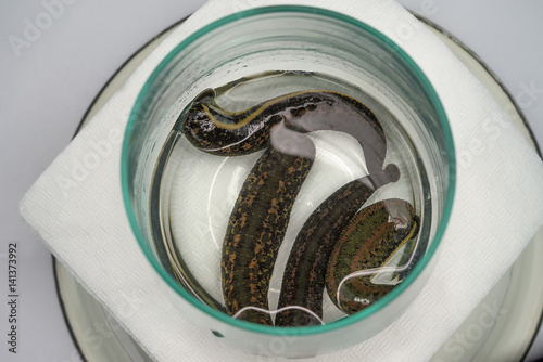 The medical leech close up photo