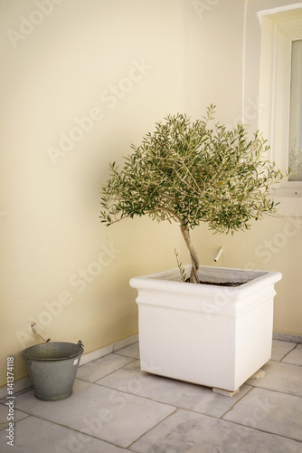 An olive plant growing in a pot on a roof terrace