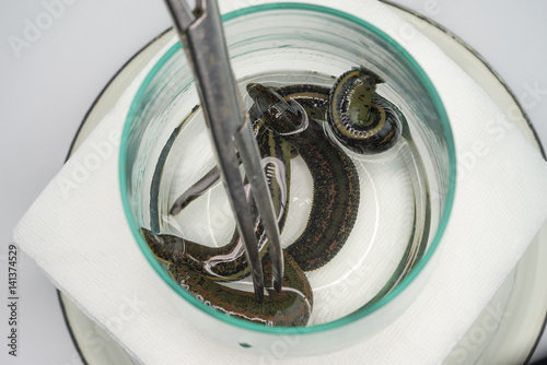 The medical leech close up