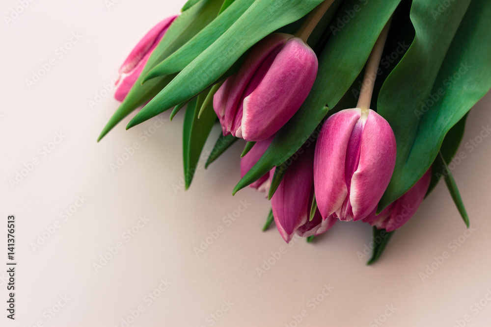 Pink tulips on white cover