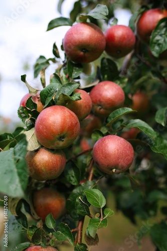 Fresh ripe apples on tree in summer garden. Apple harvest
